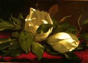 Martin Johnson Heade Magnolia hgh oil